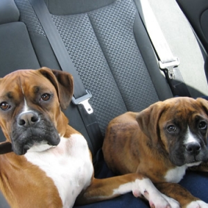 We're going for a ride to Grandma's