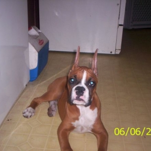 Ares new ears