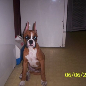 Ares new ears