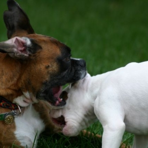 The Dogs Playing