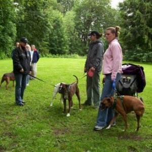 Boxer_picnic2a