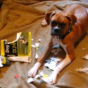 MENSA boxer pup
