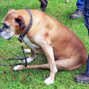Boxer Picnic June 12, 2005