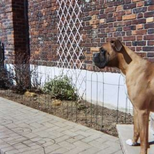 Dempsey - 16 months (I)