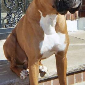 Dempsey - 16 months (II)
