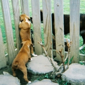 Shelby 4 wks playing hide and seek