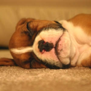So sleepy!