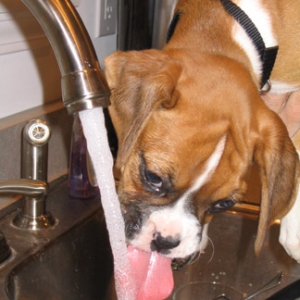 Layla's Tongue