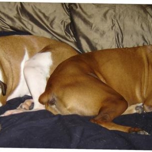 Bed buddies