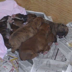 Pile O Puppies