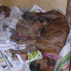Cleo and her babies