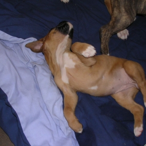 All tired out