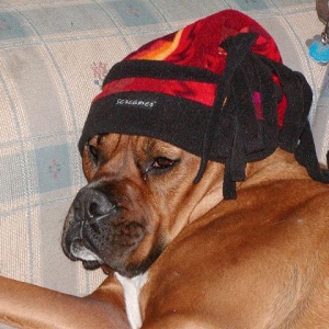 Rex