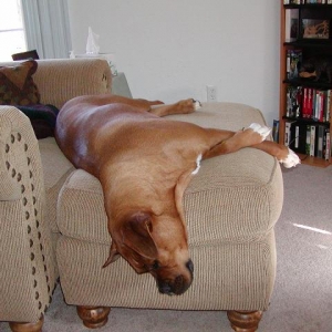 Rex at large