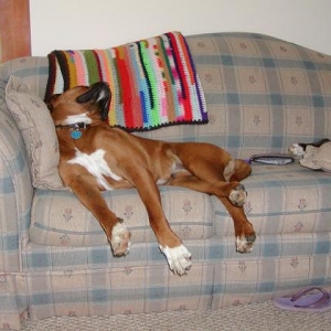 Rex on HIS couch!
