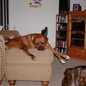 Rex is the best lounger anywhere