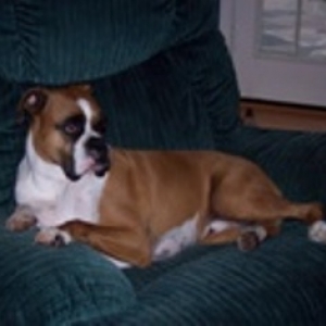Joe Boxer
