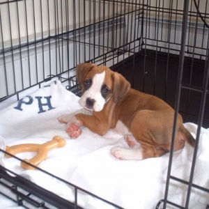 Trixie in her Crate