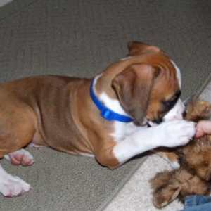 Trixie Playing