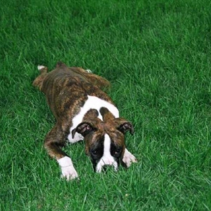 About to pounce on her brother Mateus, Taya thinks she is invisible in the