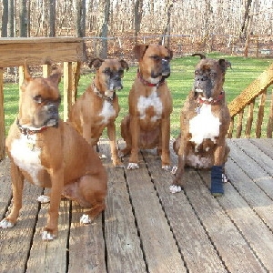 All Four Rescues............