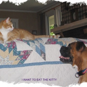 I want to eat the kitty!
