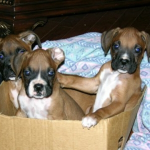 Crate Brothers