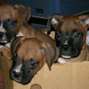 My Cooper on the right