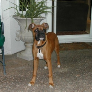 My big boy Cooper
