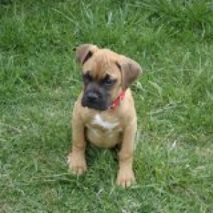 Bailey