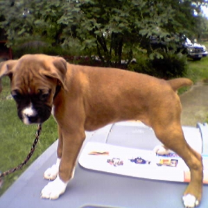 Zoe (breeder's pic)