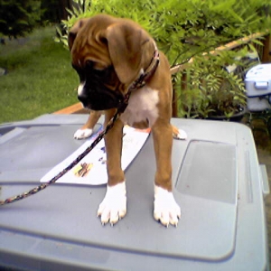 Zoe (Breeder's pic2)