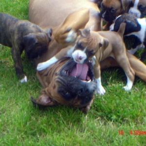 Wrestling