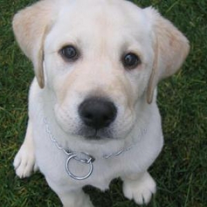 El - My cousin's pup