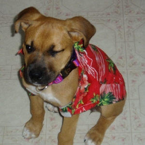 Not liking new shirt!