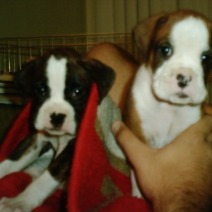 Our little girl and Duke
