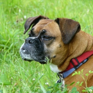 The sweet smell of grass?