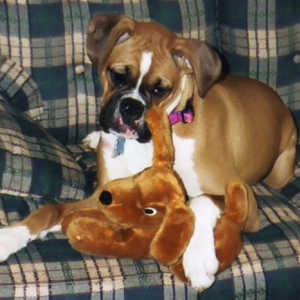 Puppu Luvin