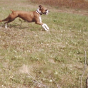 Ali sprinting