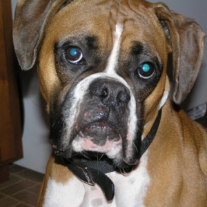 Sadie 2.5 yrs old