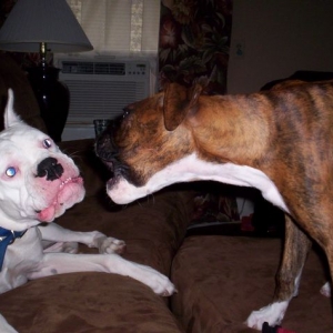 Their in attack mode!