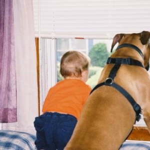 windowwatch