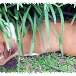 Laila in the monkey grass