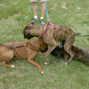 Boxer Pile-up