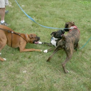 Boxer Pile-Up