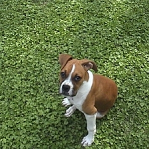 Funny ears
