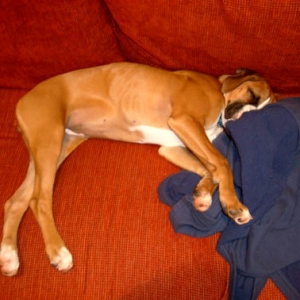 Tsura napping on the couch