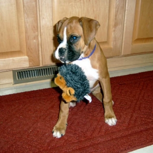 Tsura as a puppy