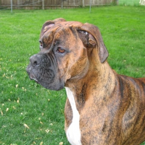 Bruno
