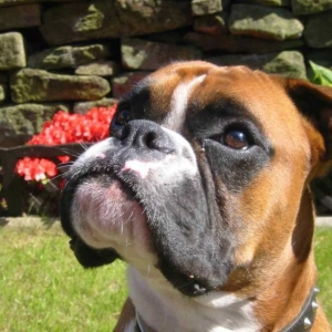 heres george